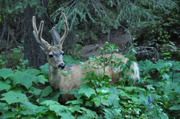 No final da nossa trilha, um último encontro com a fauna do Grand Teton National Park, no Wyoming, nos Estados Unidos